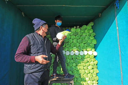 LUANNAN COUNTY - February 26, 2020: Vegetable farmers are loading Chinese cabbage into their cars,...