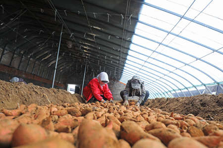 Farmers are putting sweet potatoes in the greenhouse, LUANNAN COUNTY, Hebei Province, Chinaのeditorial素材