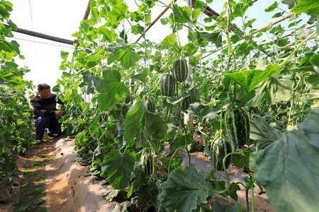 LUANNAN COUNTY, Hebei Province, China - March 23, 2020: Farmers are checking melon growth on the farm.のeditorial素材