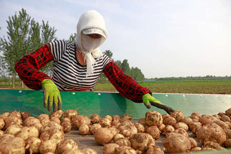 LUANNAN COUNTY, China - July 4, 2018: farmers pick potatoes on a conveyor belt on a farm in LUANNAN COUNTY, Hebei Province, Chinaのeditorial素材