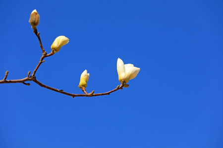 magnolia micro photos of flowersの写真素材