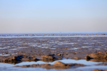 Birds live in coastal wetlands, North China