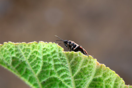 Bugs on green leaves, North China