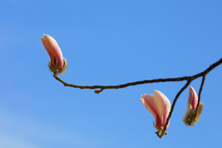Blooming magnolia flowers in the blue skyの写真素材