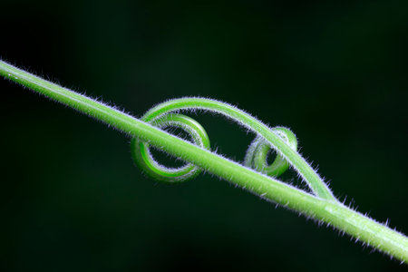 Close up of melon seedlings and vines