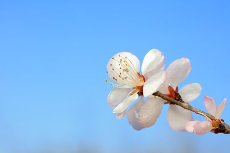 Peach blossom in the park, North Chinaの写真素材