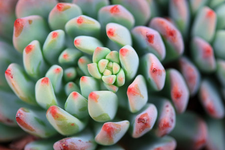 Close up of succulent succulent plantsの写真素材