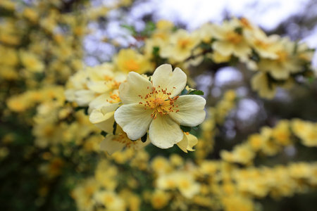 Rosa davurica flowers in the park, Chinaの写真素材