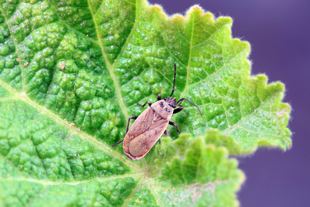 Bugs on green leaves, North China