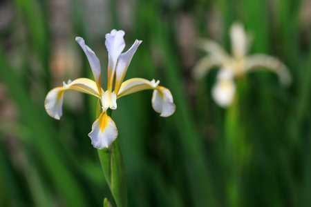 Iris in full bloom in the botanical garden, North Chinaの写真素材