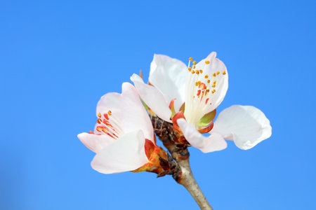 Peach blossom in the park, North Chinaの写真素材