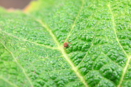 A tick mite in green leaves, North China