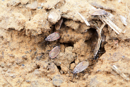 Stink bug crawling on the land, North Chinaの写真素材