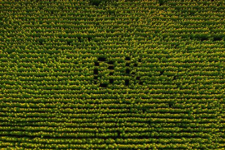 A big beautiful field of sunflowers view from the height of bird flight. The inscription OK in the field of sunflowers.の写真素材