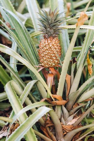 The pineapple on the clump has pink eyes. Pineapple trees grow tropical fruit in the pineapple plantation gardensの写真素材
