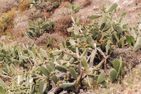 Cacti on the slopes of rocks on the island of Tenerife.Large cacti in the mountains.Canary Islands, Spain.の写真素材