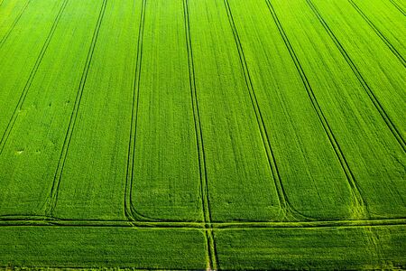 Top view of a Sown green and gray field in Belarus.Agriculture in Belarus.Textureの写真素材