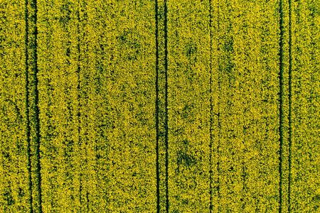 top view of a yellow rapeseed field in Belarus, an Agricultural area. aerial photography. Spring Wallpaper. The concept of development of the agricultural sectorの写真素材