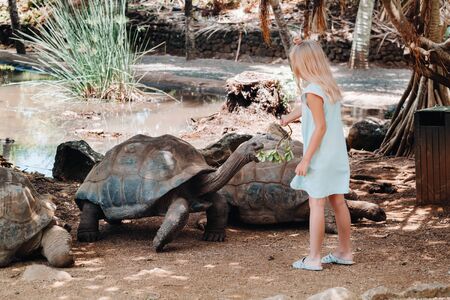 Fun family entertainment in Mauritius. A girl feeds a giant tortoise at the Mauritius island zooの写真素材