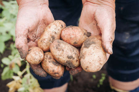An old woman's hands hold a freshly opened potato in her hands.Grandma holds a new potato in her hands.の写真素材