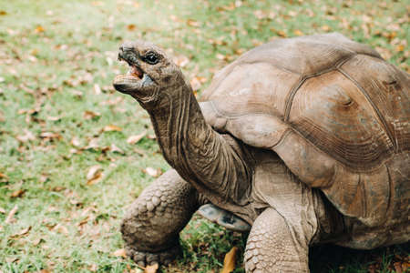 giant tortoises Dipsochelys gigantea in a tropical Park on the island of Mauritius in the Indian ocean.の写真素材