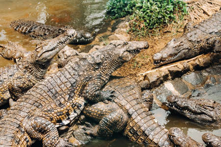 Crocodile Park on the island of Mauritius. La Vanilla Nature Park.Crocodiles.