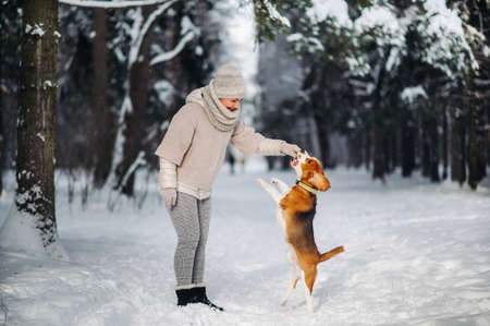 English Beagle with a girl playing in the winter forest. The owner plays with the dog jumping up.の写真素材