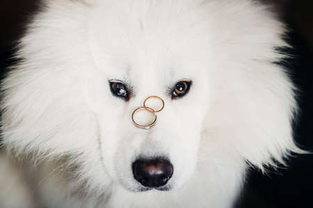 two wedding rings lie on the nose of a large white dog
