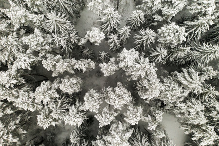 View from the height of the winter forest with snow-covered trees in winterの写真素材