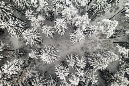 View from the height of the winter forest with snow-covered trees in winterの写真素材