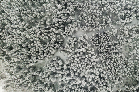 View from the height of the winter forest with snow-covered trees in winter