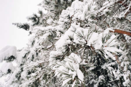 winter forest with snow-covered trees in winter. Lots of Snow on the Christmas trees.の写真素材
