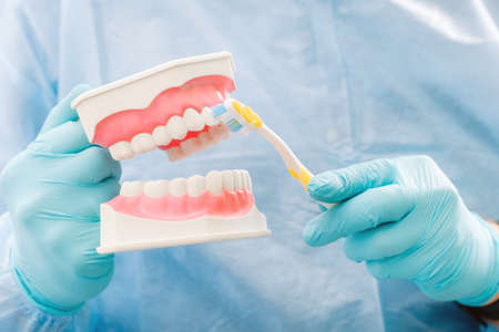 A model of a human jaw with teeth and a toothbrush in the dentist's hand.
