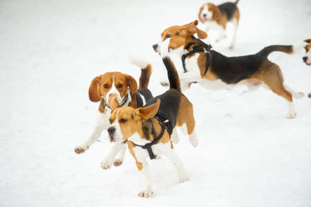 Dogs of the Beagle breed play in the snow in the winter outdoors.の写真素材