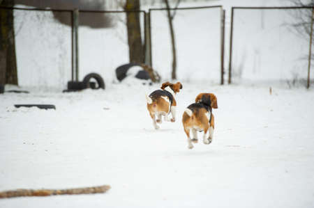 Dogs of the Beagle breed play in the snow in the winter outdoors.の写真素材