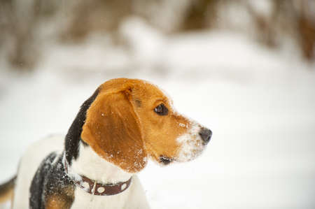 Dog breed Beagle in winter play in the snow outdoors.の写真素材