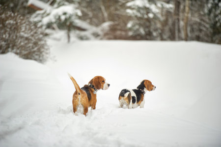 Dogs of the Beagle breed play in the snow in the winter outdoors.の写真素材