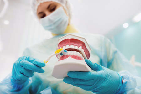 A model of a human jaw with teeth and a toothbrush in the dentists handの写真素材