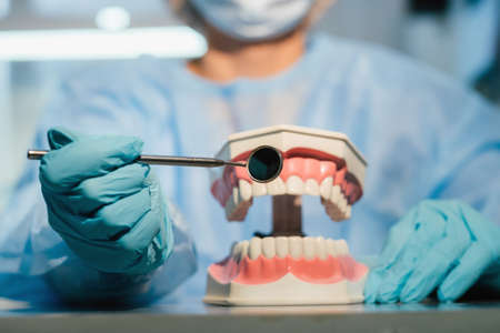 A dental doctor wearing blue gloves and a mask holds a dental model of the upper and lower jaws and a dental mirror.の写真素材