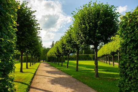 A path in a green summer park area with neatly trimmed bushesの写真素材