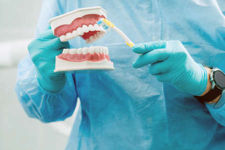 A model of a human jaw with teeth and a toothbrush in the dentist's hand.の写真素材