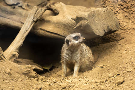 Suricata standing on its hind legs in loro Park, Puerto de La Cruz, Santa Cruz de Tenerife, Canary Islands, Spain.の写真素材