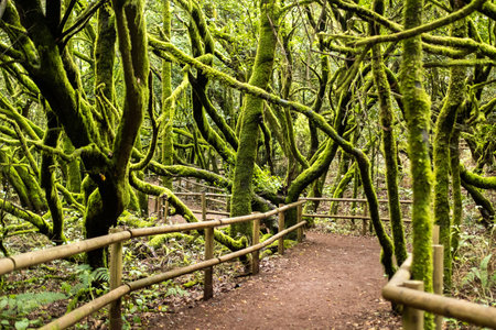 Garajonay National Park, laurel forest, laurisilva, La Gomera, Canary Islands Spainの写真素材