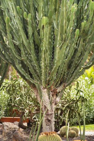 Large Cacti on the island of Tenerife, Canary Islands, Spain.の写真素材