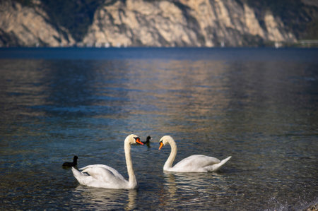 White swans on Lake Lago di Garda in alpine scenery. Italy.の写真素材