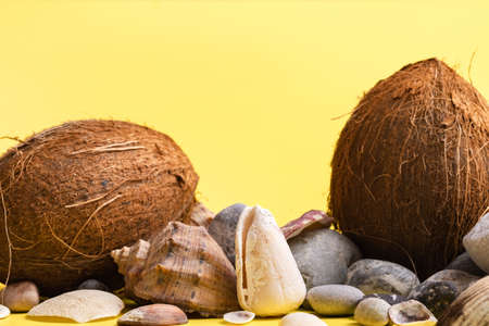 Coconuts, rocks and shells on a yellow background. Marine theme.の写真素材