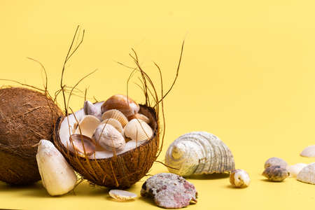 coconuts and shells on a yellow background. Marine theme.の写真素材