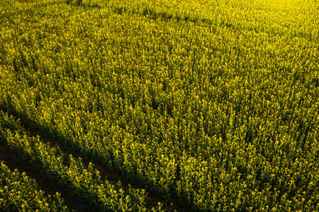 top view of a yellow rapeseed field after rain in Belarus, an agricultural area.