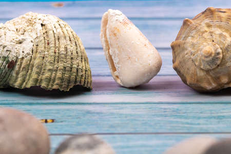 seashells on a blue wooden background.Marine theme.の写真素材