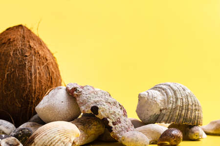 Coconuts, rocks and shells on a yellow background. Marine theme.の写真素材